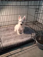 Mill, a male West Highland White Terrier for sale in Delano, CA – Photo 9 of 10