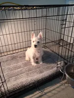 Mill, a male West Highland White Terrier for sale in Delano, CA – Photo 5 of 10
