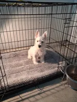 Mill, a male West Highland White Terrier for sale in Delano, CA – Photo 10 of 10