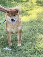 processed/0329485c-7556-41f2-8863-b27a4f2ede31/listing/138b6d14-ff9e-48f7-a5fe-927410371e3a/6099af68-2ea3-49c1-a26d-6438536acbd7