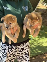 processed/0329485c-7556-41f2-8863-b27a4f2ede31/listing/1acd9cfa-0fc9-4d7d-a6c4-682528a79d4a/4e990388-0dbf-4471-ae36-6d0560f4723a