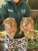 processed/0329485c-7556-41f2-8863-b27a4f2ede31/listing/1acd9cfa-0fc9-4d7d-a6c4-682528a79d4a/c63e6bb7-3b77-4d4d-a47f-71cda5bf6de0