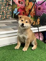 processed/0329485c-7556-41f2-8863-b27a4f2ede31/listing/3e5af9a8-f183-4dea-b6d5-1d8a63a3a41d/4b5f323a-85a1-485a-b004-1fe727aecfd8