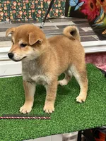 processed/0329485c-7556-41f2-8863-b27a4f2ede31/listing/3e5af9a8-f183-4dea-b6d5-1d8a63a3a41d/5f2c1237-75fe-4882-bb5e-e0b280224bc5