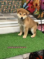 processed/0329485c-7556-41f2-8863-b27a4f2ede31/listing/3e5af9a8-f183-4dea-b6d5-1d8a63a3a41d/63aa512c-3428-411b-976f-4ab40f3f8086