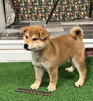 processed/0329485c-7556-41f2-8863-b27a4f2ede31/listing/3e5af9a8-f183-4dea-b6d5-1d8a63a3a41d/7e391430-d473-4d4c-baf4-c34b73d1d546