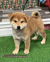 processed/0329485c-7556-41f2-8863-b27a4f2ede31/listing/3e5af9a8-f183-4dea-b6d5-1d8a63a3a41d/a0a543eb-5591-4cc0-9b91-0a99355c99eb