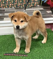 processed/0329485c-7556-41f2-8863-b27a4f2ede31/listing/3e5af9a8-f183-4dea-b6d5-1d8a63a3a41d/c0b53e24-08df-4b91-9cfc-544ded2914f8