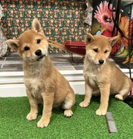 processed/0329485c-7556-41f2-8863-b27a4f2ede31/listing/6e7dc2ca-d9aa-4916-8beb-725d39ef72f1/7c543f61-ff9b-4e9a-99cc-7a6d376b33c9