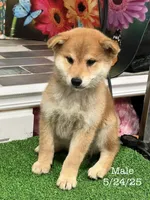 processed/0329485c-7556-41f2-8863-b27a4f2ede31/listing/ac7ccc39-4f09-4e90-b183-e130b503ff89/4039c8a6-5597-4684-a4d2-45d37bbd5ac6