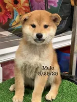 processed/0329485c-7556-41f2-8863-b27a4f2ede31/listing/ac7ccc39-4f09-4e90-b183-e130b503ff89/56bd471d-194c-4496-9da2-f63fcb465607