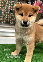 processed/0329485c-7556-41f2-8863-b27a4f2ede31/listing/ac7ccc39-4f09-4e90-b183-e130b503ff89/abd81ecc-89cc-44e9-b851-cec43cd65857