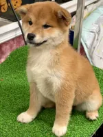 processed/0329485c-7556-41f2-8863-b27a4f2ede31/listing/ac7ccc39-4f09-4e90-b183-e130b503ff89/b624a03d-d6e8-4321-aa17-615abd64a7e2