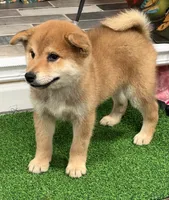 processed/0329485c-7556-41f2-8863-b27a4f2ede31/listing/ac7ccc39-4f09-4e90-b183-e130b503ff89/fe3595cf-c330-4bfc-854a-81a7ded15ec4