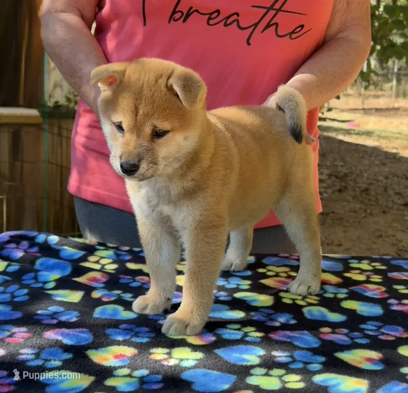 shiba 1