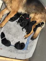 Green, a female German Shepherd Dog for sale in Dighton, MA – 3 of 4