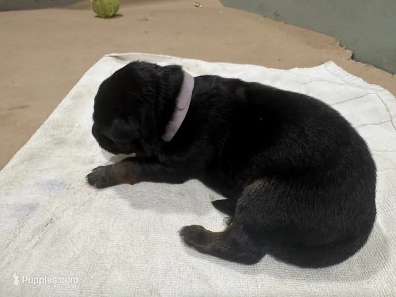 Purple – German Shepherd Dog puppy for sale in Dighton, MA