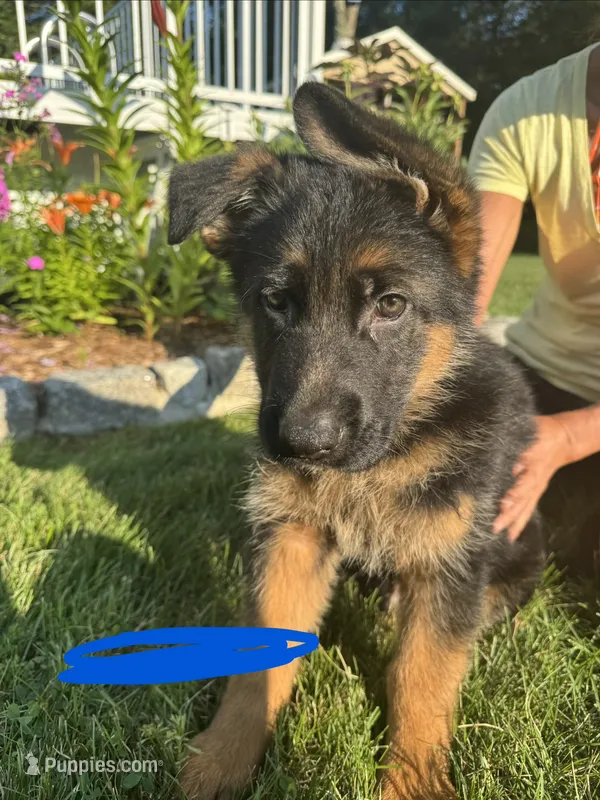 Blue – German Shepherd Dog puppy for sale in Dighton, MA