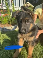 Blue, a male German Shepherd Dog for sale in Dighton, MA – 4 of 8