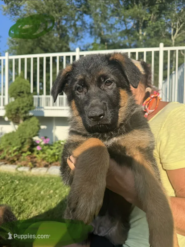 Green – German Shepherd Dog puppy for sale in Dighton, MA