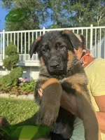 Green, a female German Shepherd Dog for sale in Dighton, MA – 3 of 8