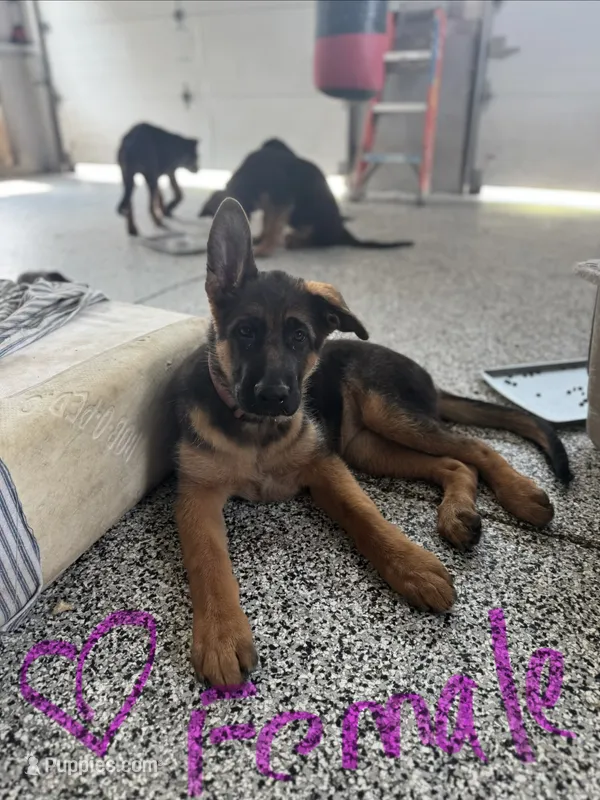 Pink – German Shepherd Dog puppy for sale in Dighton, MA