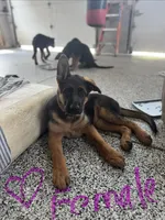 Pink, a female German Shepherd Dog for sale in Dighton, MA – 1 of 9