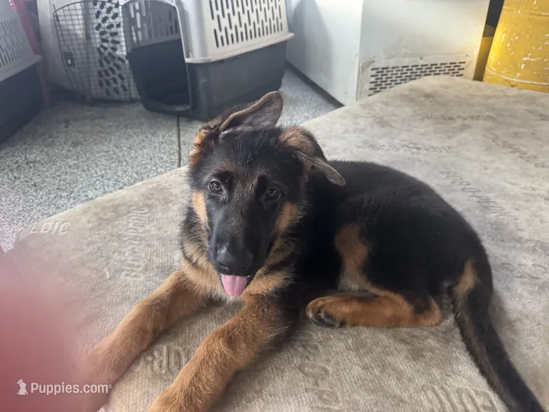Blue – German Shepherd Dog puppy for sale in Dighton, MA