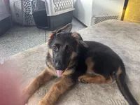 Blue, a male German Shepherd Dog for sale in Dighton, MA – 1 of 8
