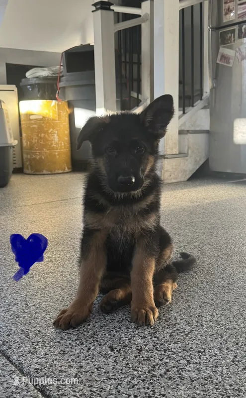 Blue – German Shepherd Dog puppy for sale in Dighton, MA