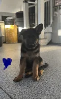 Blue, a male German Shepherd Dog for sale in Dighton, MA – 2 of 8