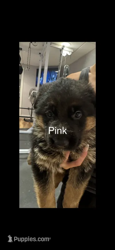 Pink – German Shepherd Dog puppy for sale in Dighton, MA