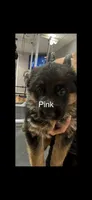 Pink, a female German Shepherd Dog for sale in Dighton, MA – 1 of 6
