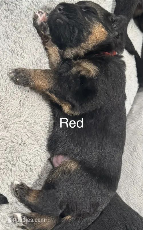 Red – German Shepherd Dog puppy for sale in Dighton, MA
