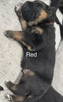Red, a male German Shepherd Dog for sale in Dighton, MA – 1 of 6