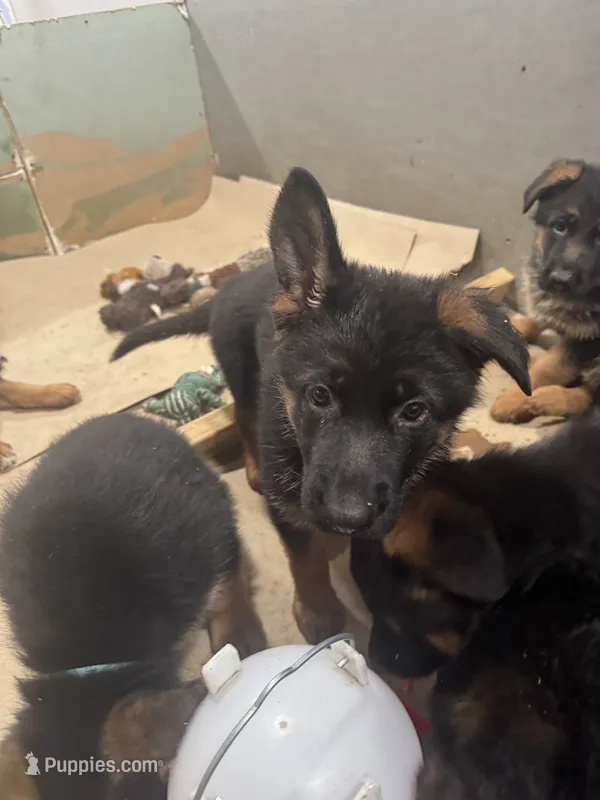 Purple – German Shepherd Dog puppy for sale in Dighton, MA