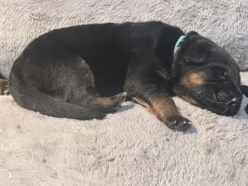 Blue – German Shepherd Dog puppy for sale in Dighton, MA