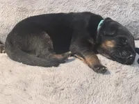 Blue, a male German Shepherd Dog for sale in Dighton, MA – 1 of 4