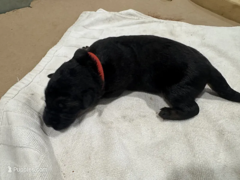 Red – German Shepherd Dog puppy for sale in Dighton, MA