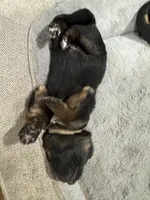 Tan, a male German Shepherd Dog for sale in Dighton, MA – 1 of 5