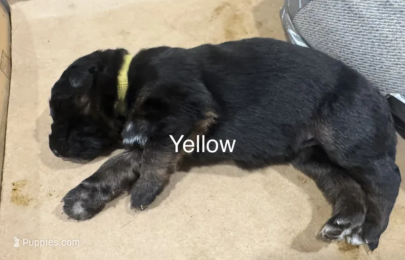 Yellow – German Shepherd Dog puppy for sale in Dighton, MA