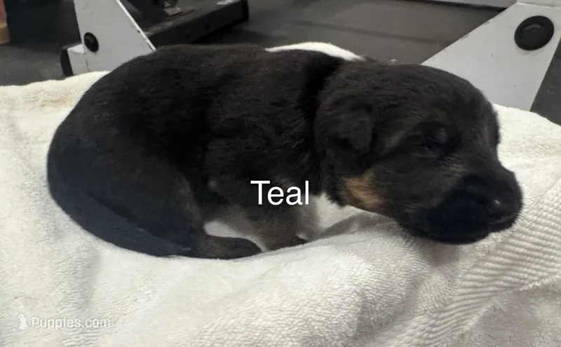 Teal – German Shepherd Dog puppy for sale in Dighton, MA