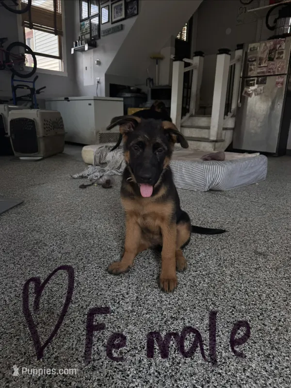 Purple – German Shepherd Dog puppy for sale in Dighton, MA
