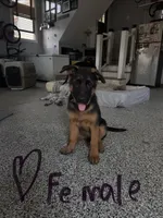 Purple, a female German Shepherd Dog for sale in Dighton, MA – 1 of 6
