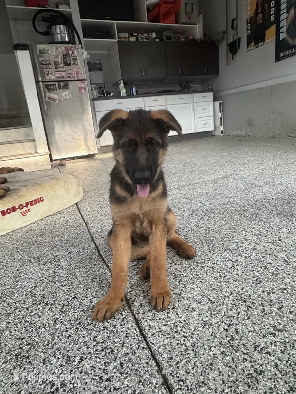Pink – German Shepherd Dog puppy for sale in Dighton, MA