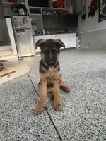 Pink, a female German Shepherd Dog for sale in Dighton, MA – 2 of 9