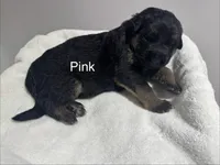 Pink, a female German Shepherd Dog for sale in Dighton, MA – 1 of 5