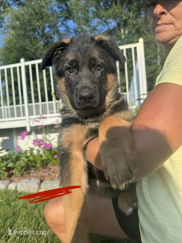 Red – German Shepherd Dog puppy for sale in Dighton, MA