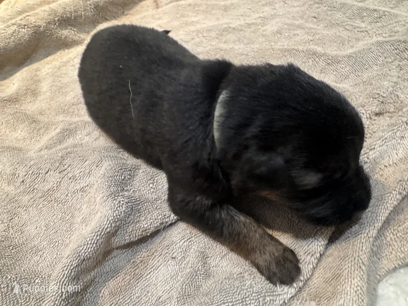 Gray – German Shepherd Dog puppy for sale in Dighton, MA