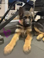 Pink, a female German Shepherd Dog for sale in Dighton, MA – 3 of 9